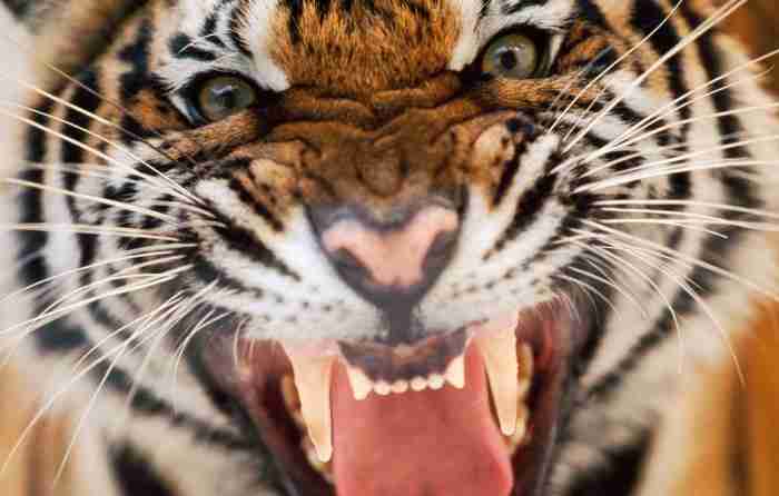 Mutual Funds article in Advisorkhoj - The return of optimism: Is the DSP Black Rock TIGER Fund ready to roar